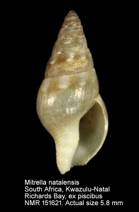 Mitrella natalensis.jpg - Mitrella natalensis Tomlin,1926